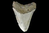3.45" Fossil Megalodon Tooth - North Carolina - #129967-2